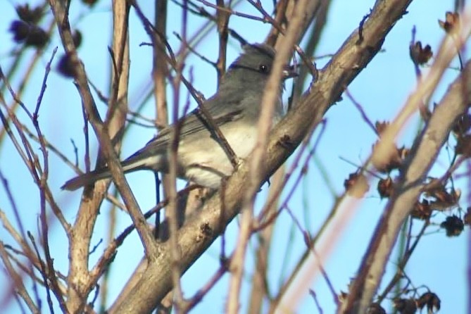 Junco ardoisé - ML614544389