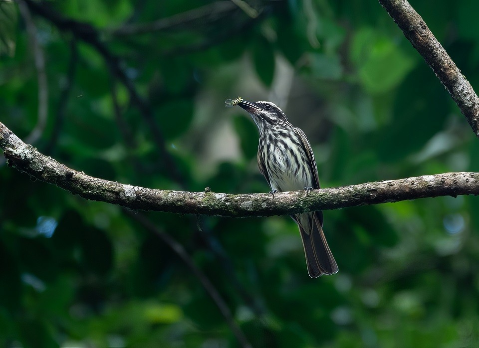 Streaked Flycatcher - ML614544420