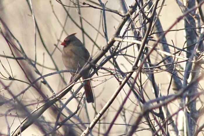 Northern Cardinal - ML614544423