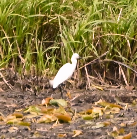 Snowy Egret - ML614544439