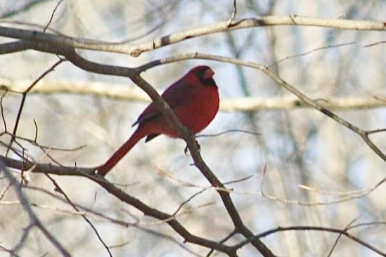 Northern Cardinal - ML614544446