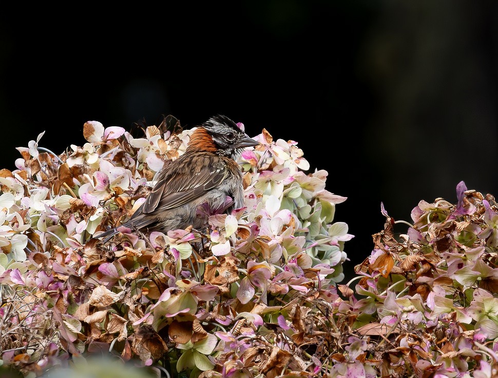 Rufous-collared Sparrow - ML614544447