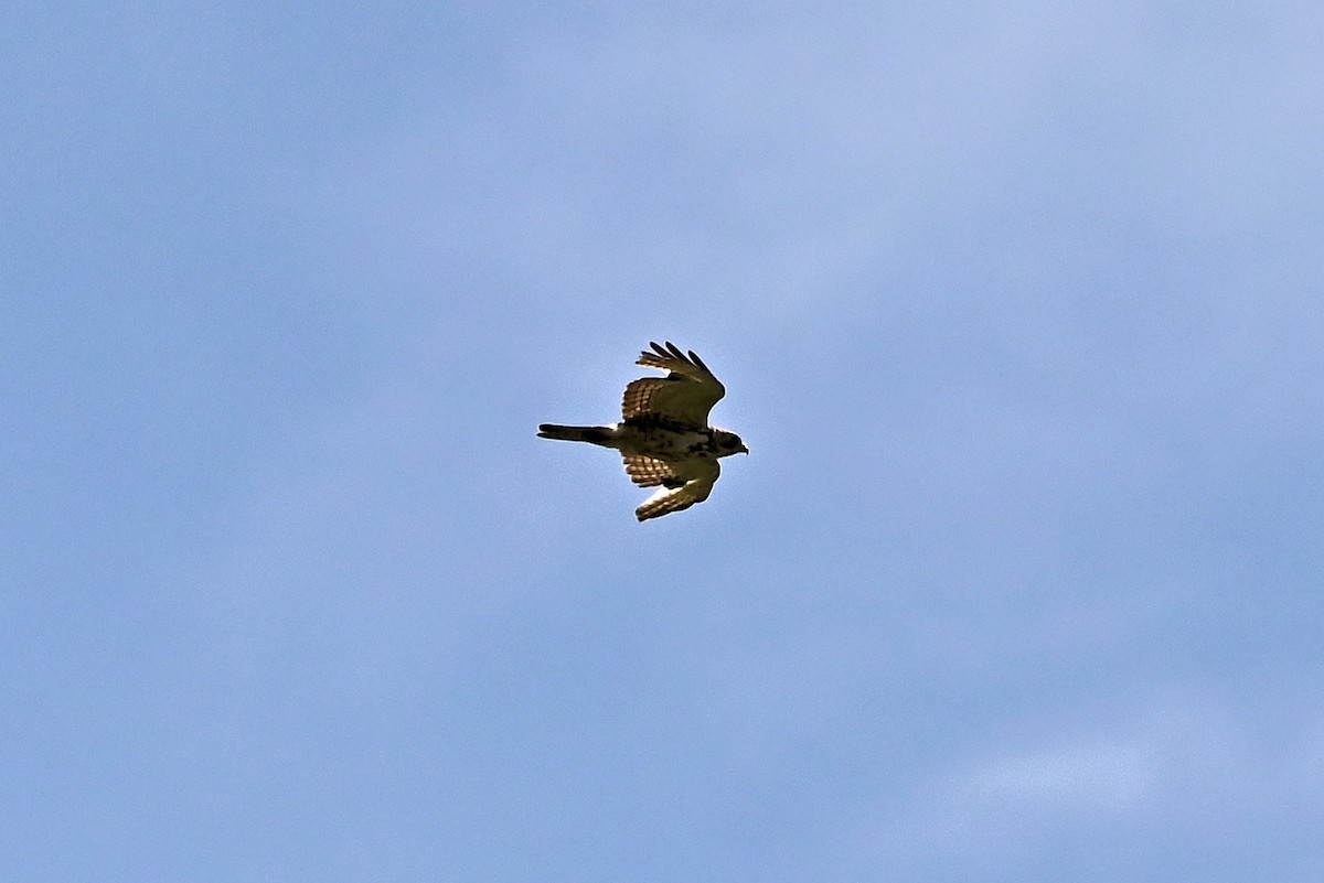 Red-shouldered Hawk - ML614544464