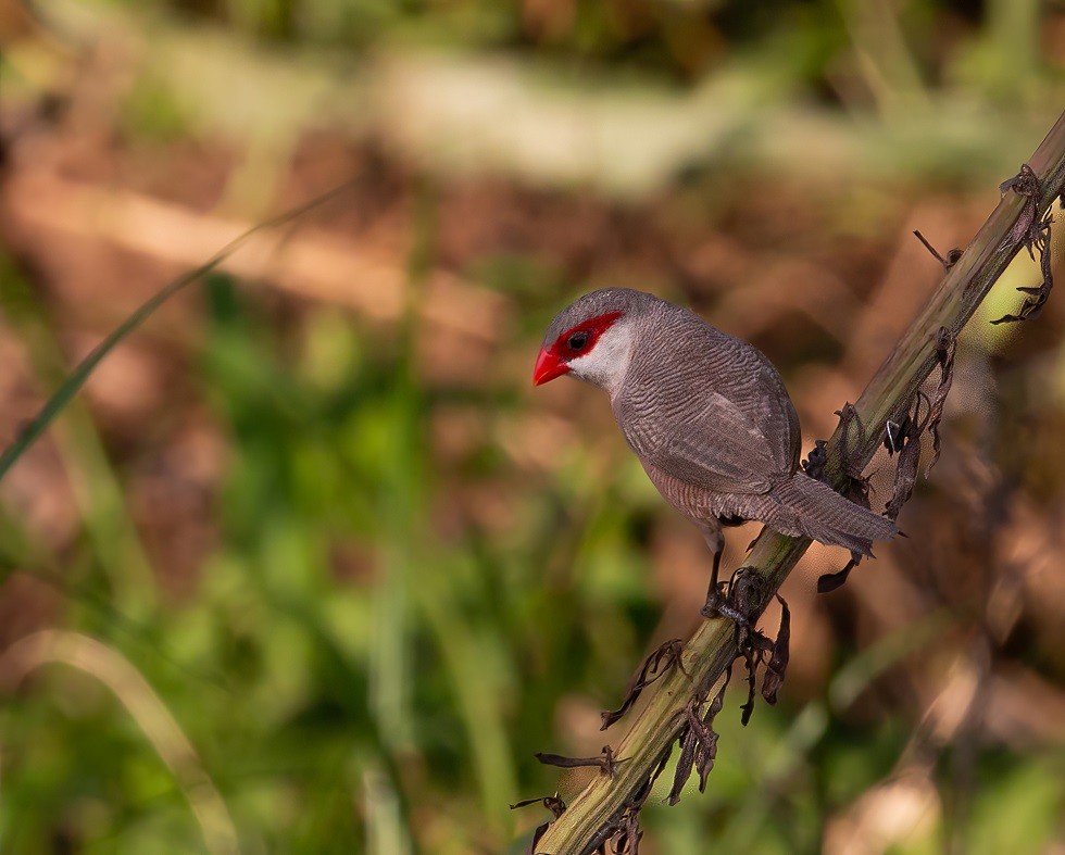 Common Waxbill - ML614544485