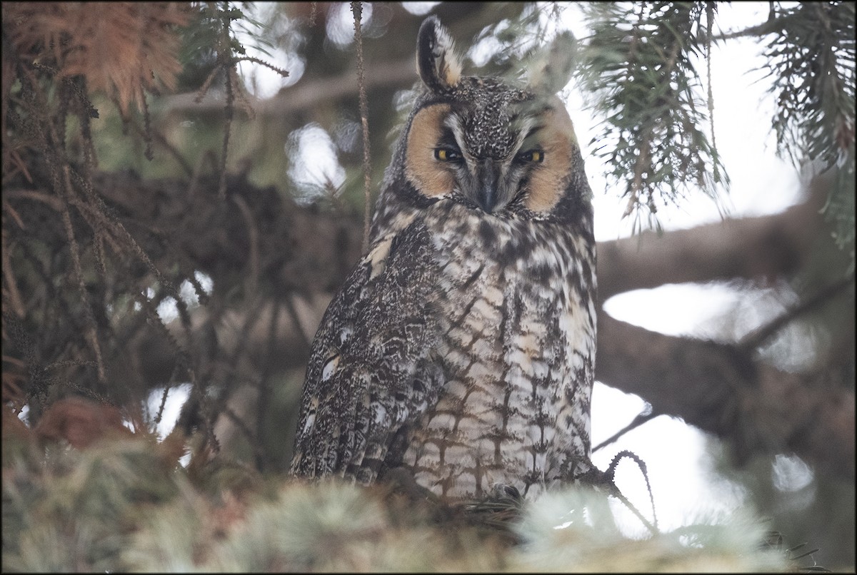 Long-eared Owl - ML614544490
