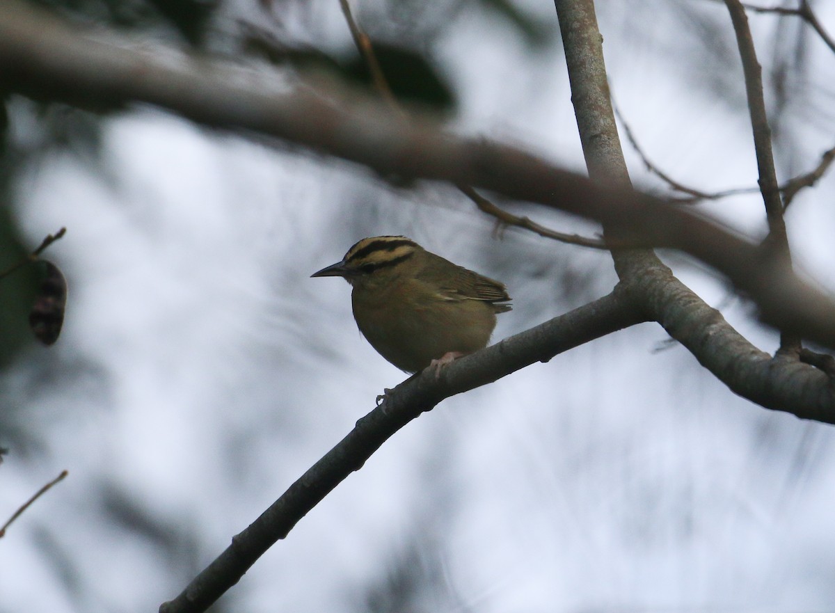 Worm-eating Warbler - ML614544491