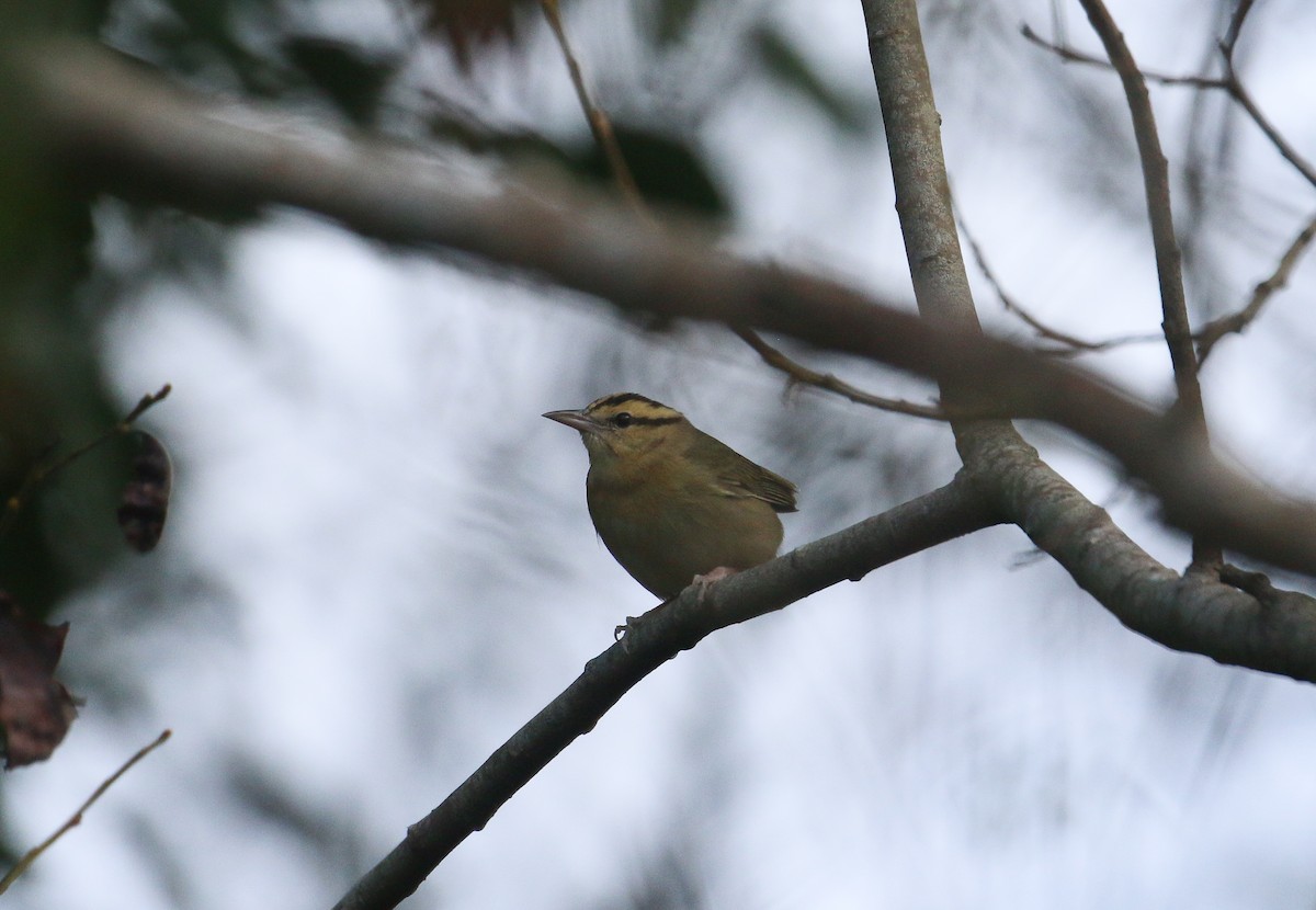 Worm-eating Warbler - ML614544492