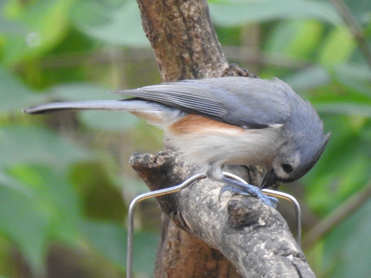 Tufted Titmouse - ML614544497