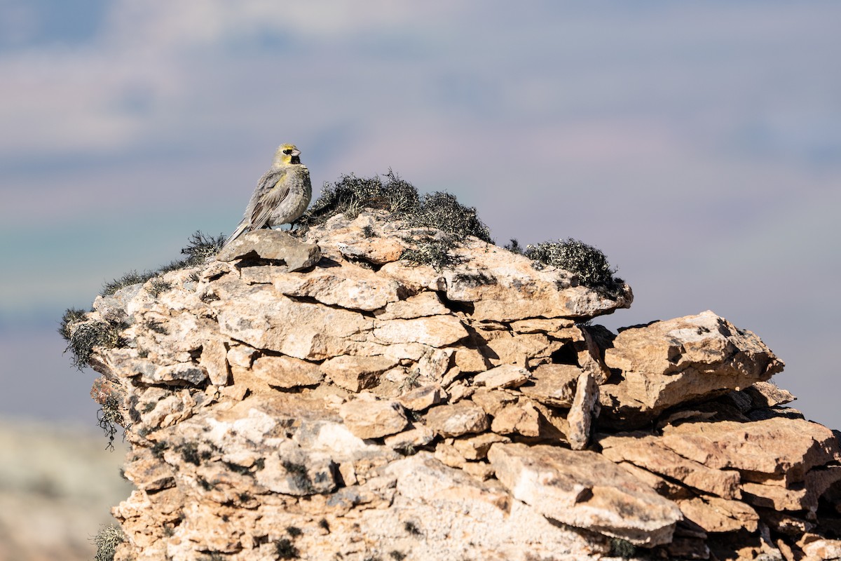 Yellow-bridled Finch (White-tailed) - ML614544498