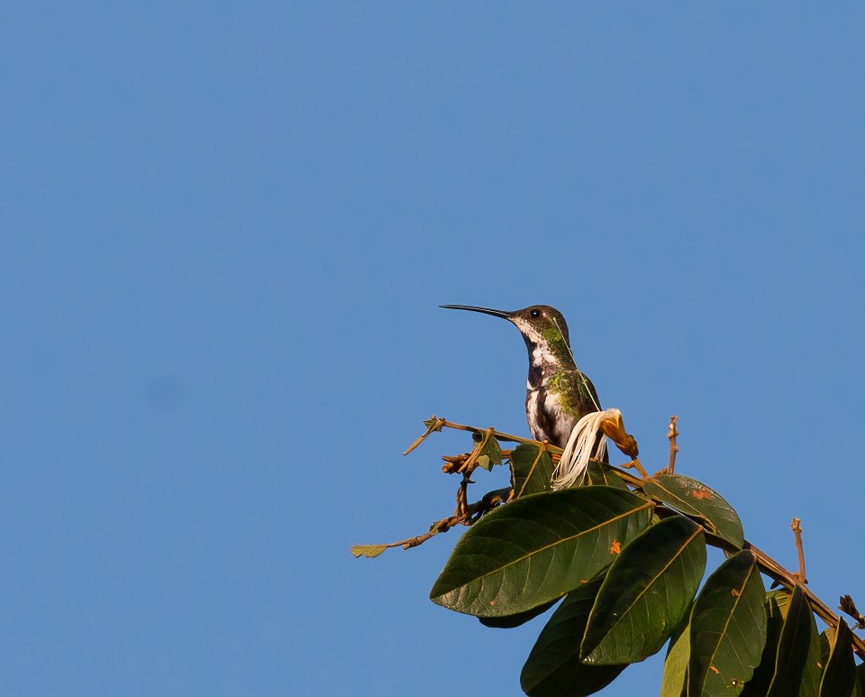 Black-throated Mango - ML614544499