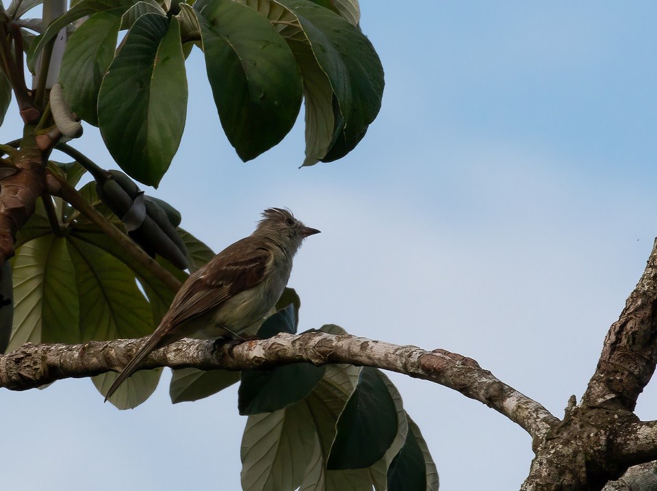 Southern Beardless-Tyrannulet - ML614544508