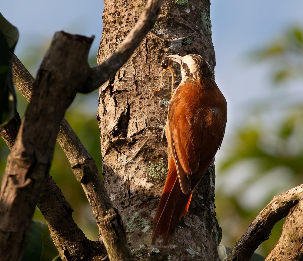 Narrow-billed Woodcreeper - ML614544535