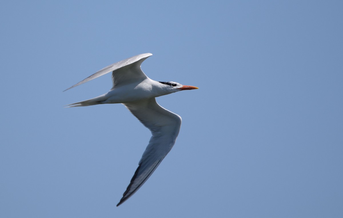 Royal Tern - ML614544585