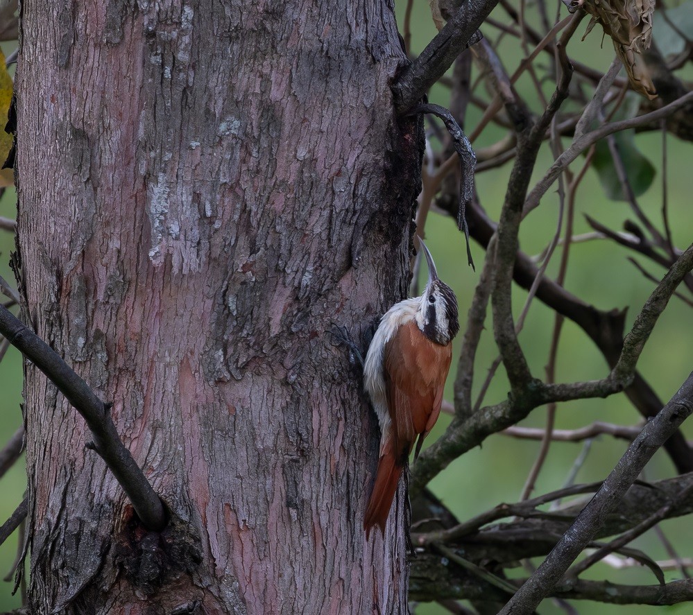 Narrow-billed Woodcreeper - ML614544588