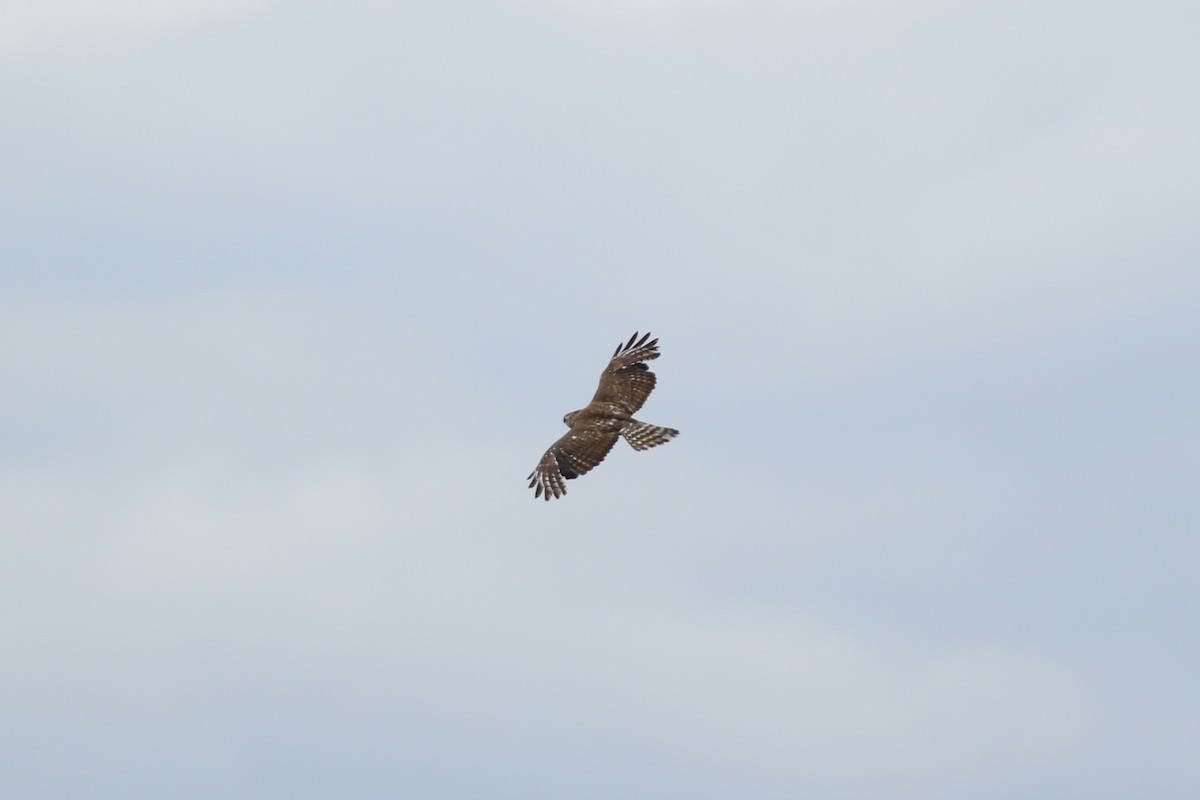 Broad-winged Hawk - ML614544641