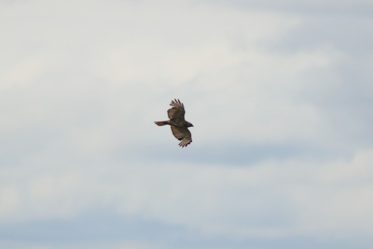 Broad-winged Hawk - ML614544643