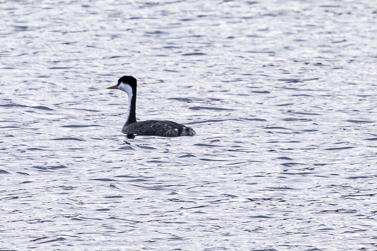 Western Grebe - ML614544665