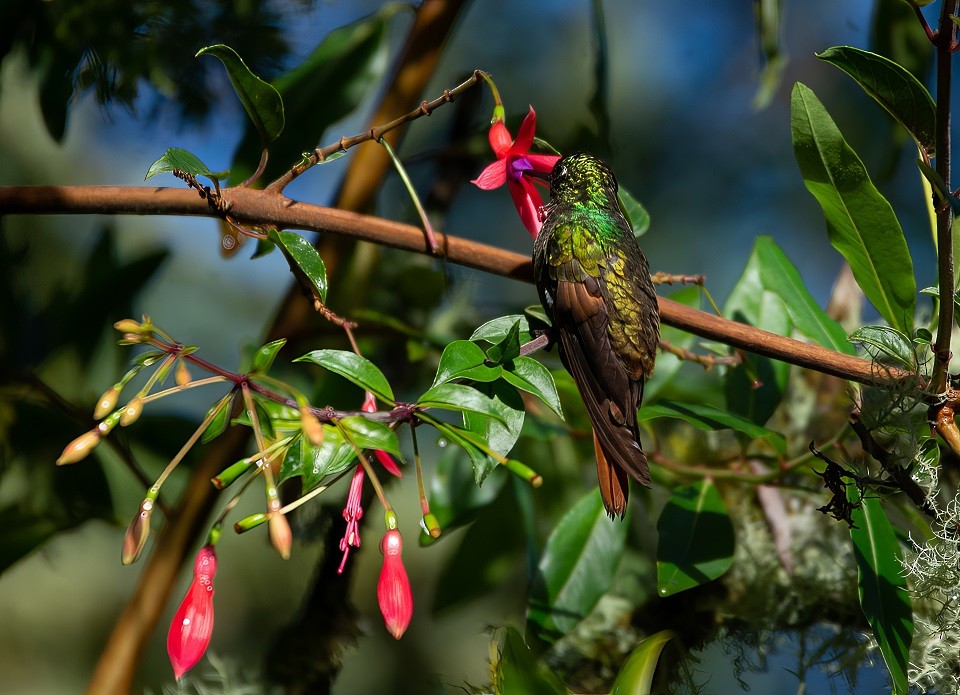 kolibřík brazilský - ML614544678