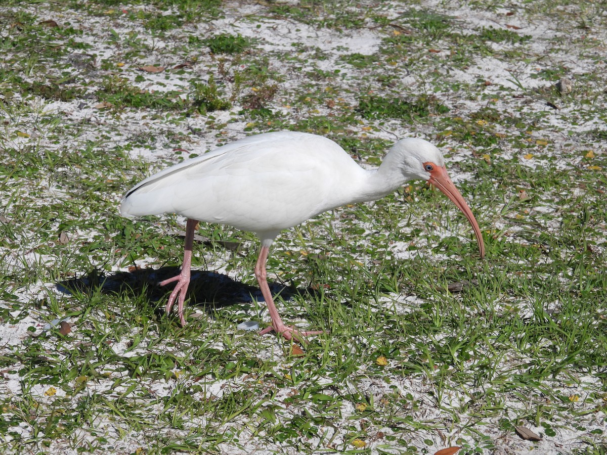 White Ibis - ML614544684