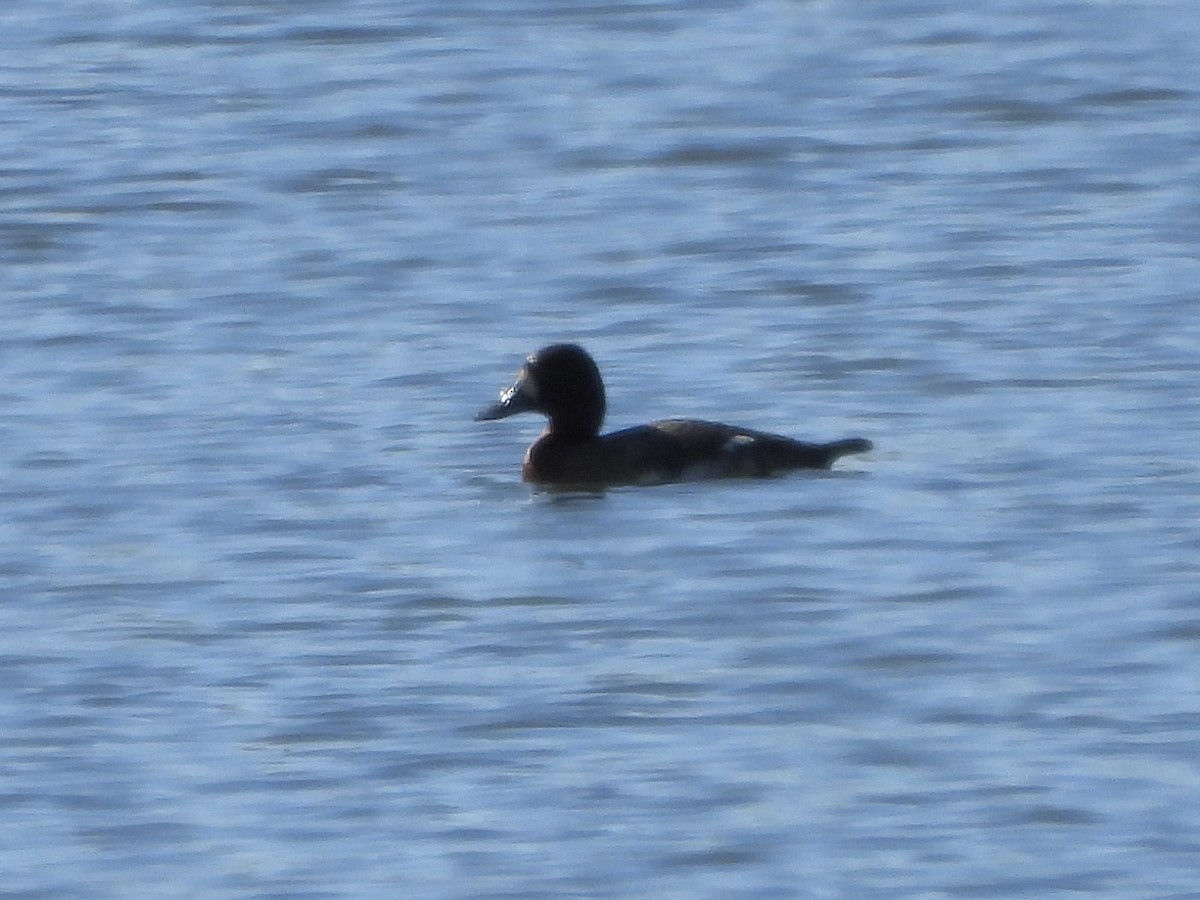 Greater Scaup - ML614544693