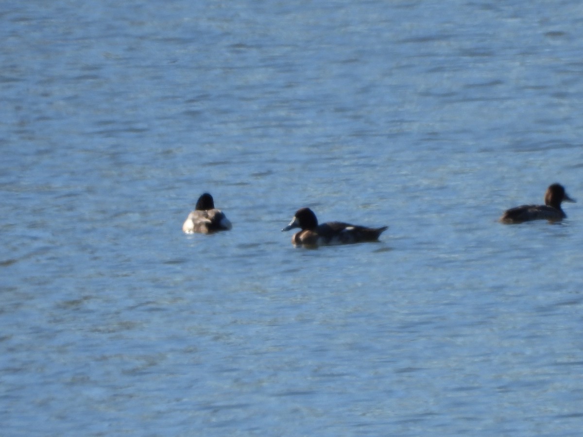 Greater Scaup - Walter Calhoun