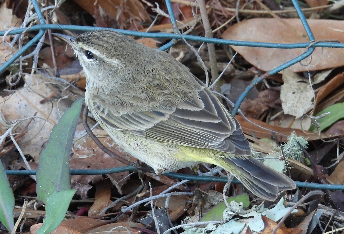 Palm Warbler - ML614544732