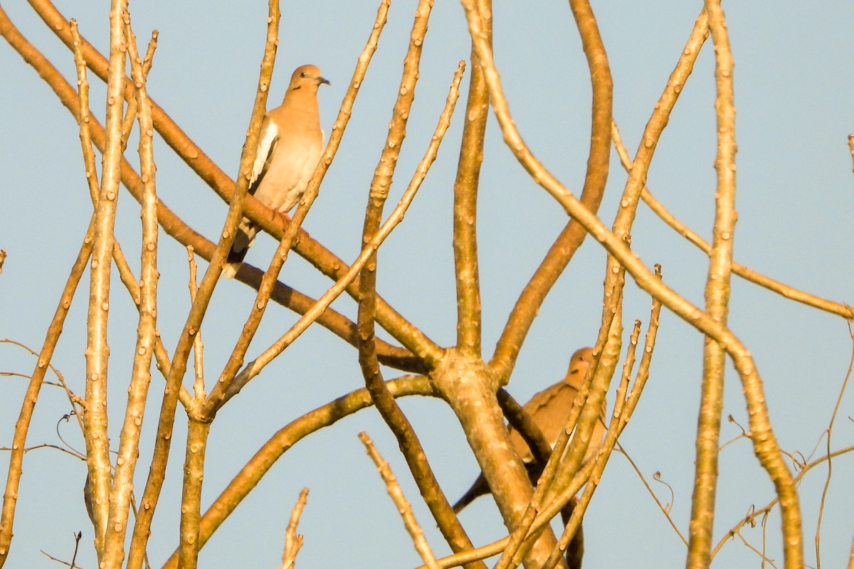 White-winged Dove - ML614544743