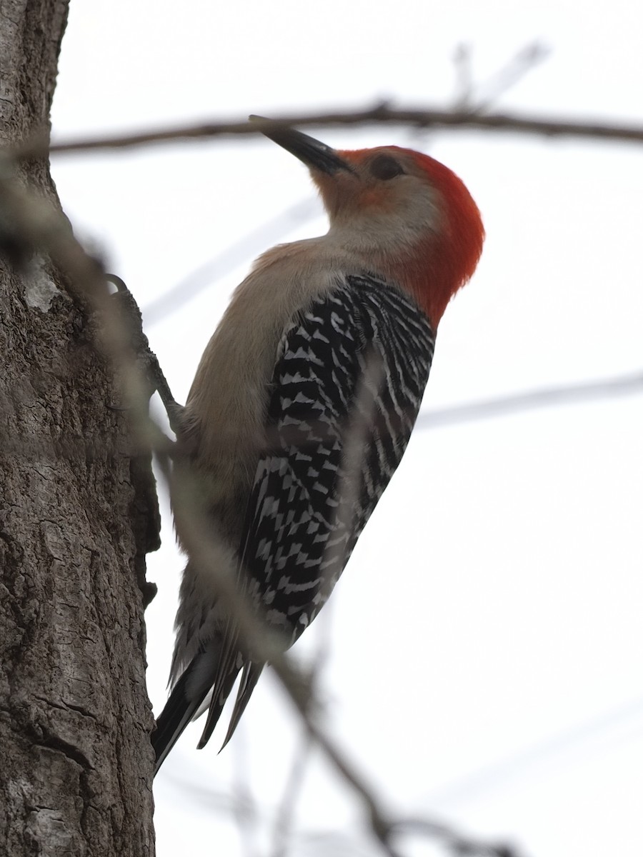 Red-bellied Woodpecker - Milton Paul