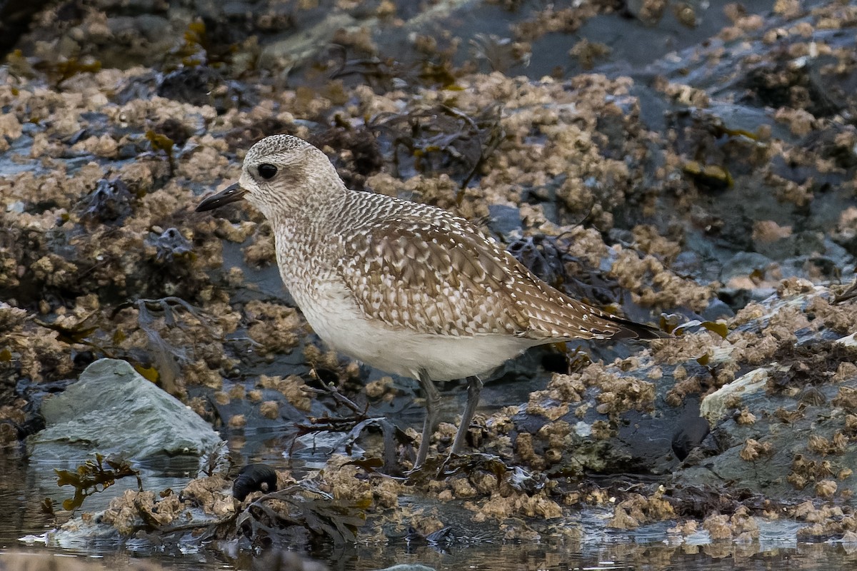 Black-bellied Plover - ML614544763