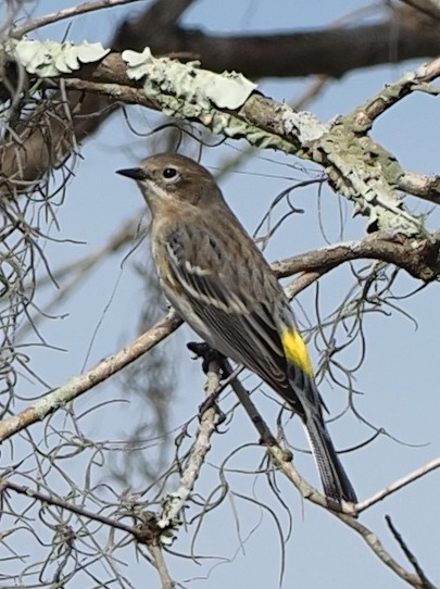 Yellow-rumped Warbler - ML614544768