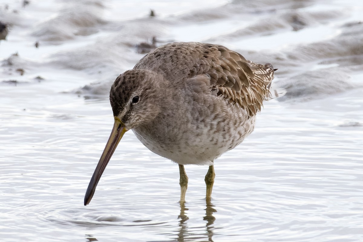 Short-billed Dowitcher - ML614544772