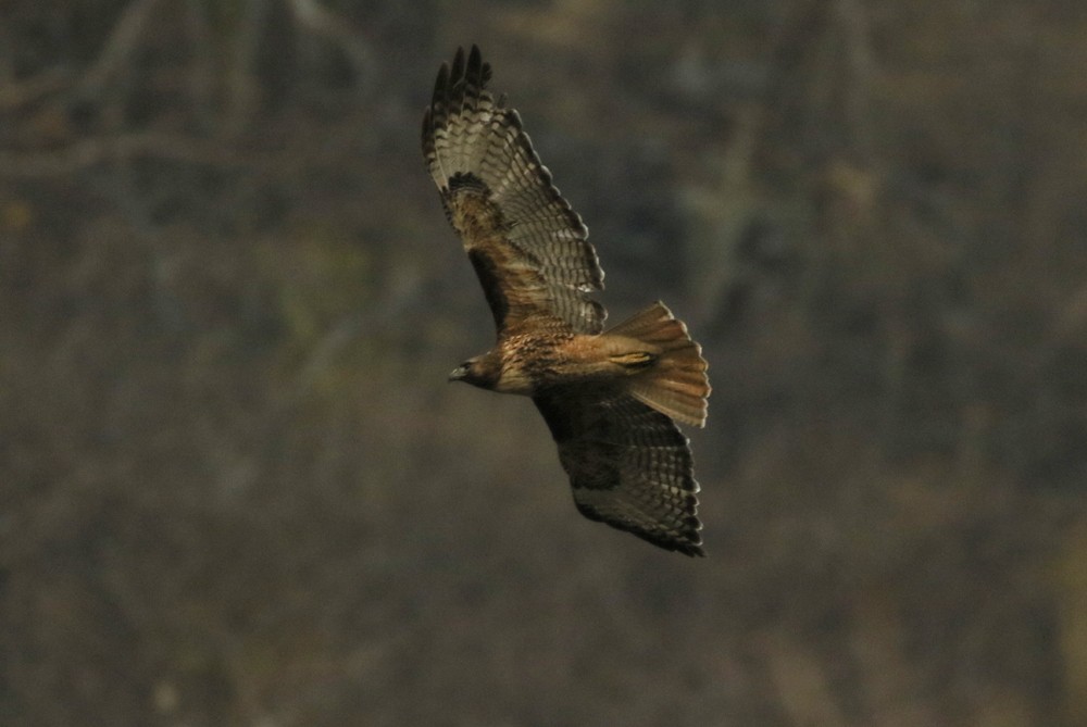 Rotschwanzbussard - ML614544803