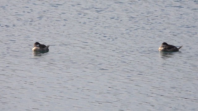 Ruddy Duck - ML614544861