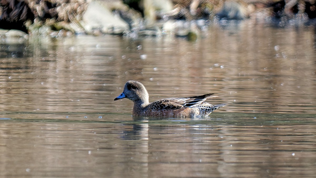 Canard d'Amérique - ML614544951