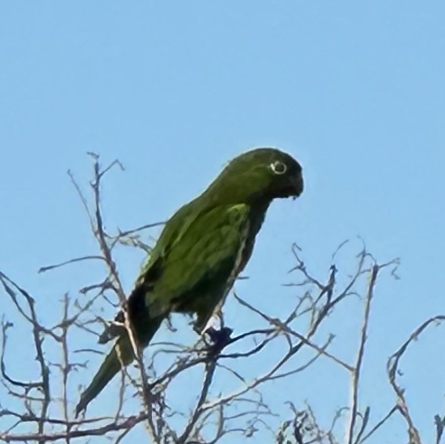 Olive-throated Parakeet (Aztec) - Susan Lala