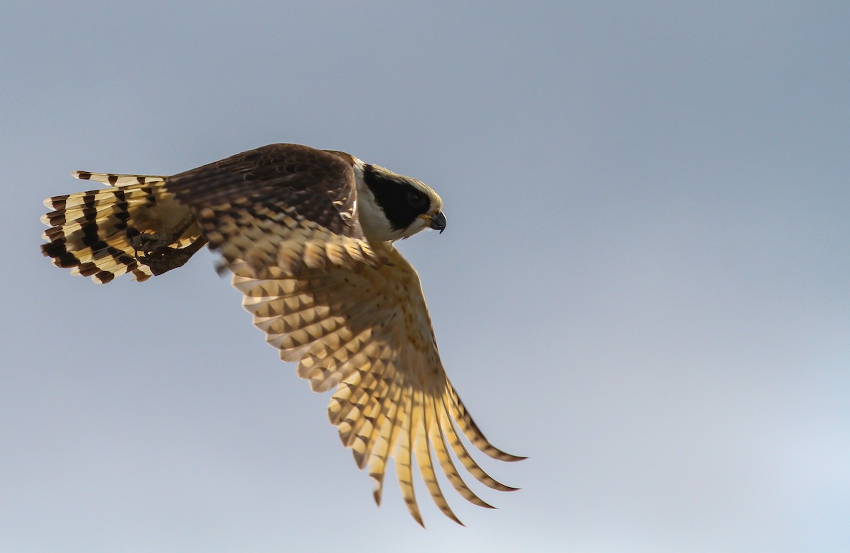 Laughing Falcon - ML614545030