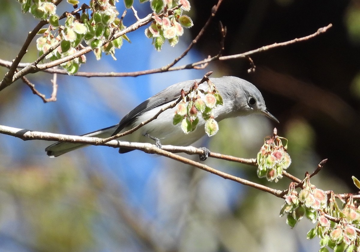 Blue-gray Gnatcatcher - Kathy Springer