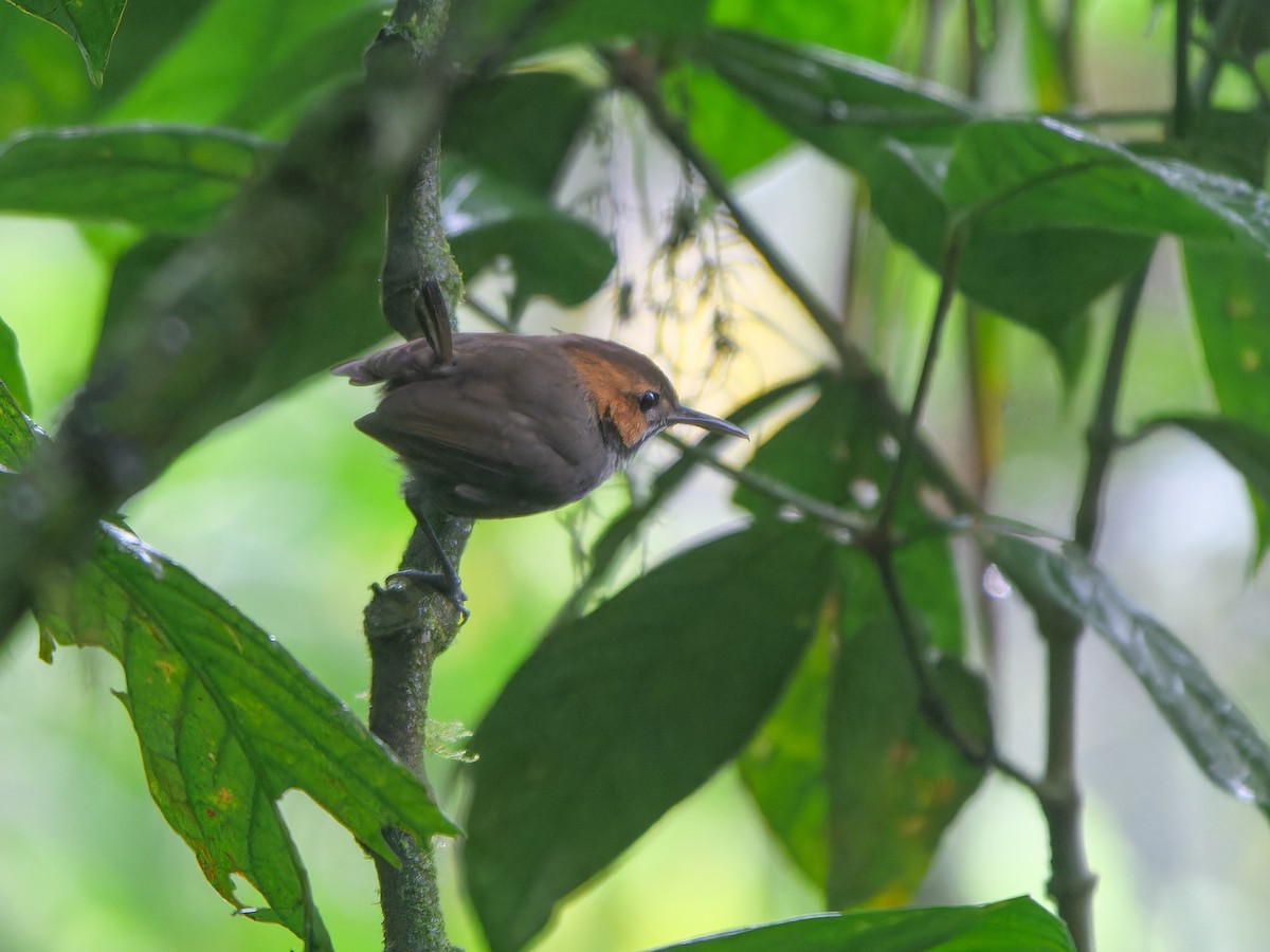 Tawny-faced Gnatwren - ML614545056