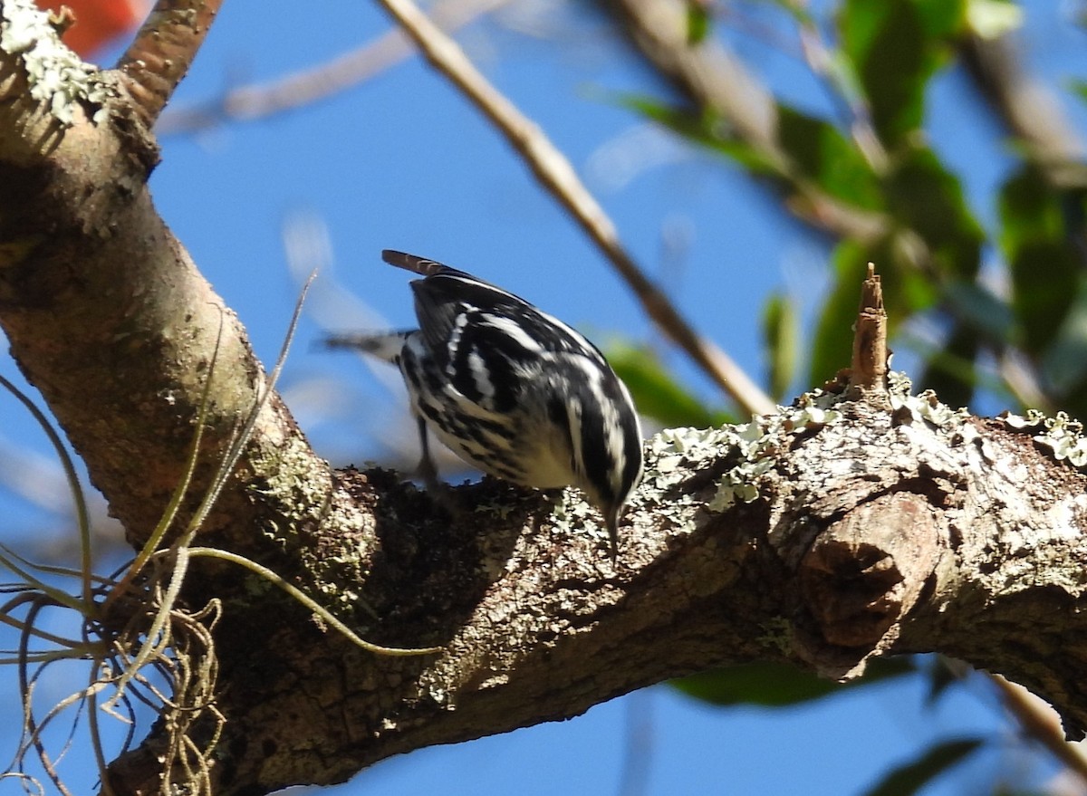 Black-and-white Warbler - Kathy Springer