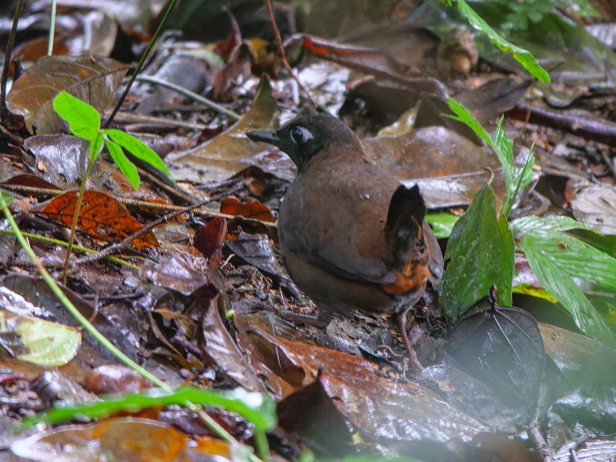 Black-headed Antthrush - ML614545070