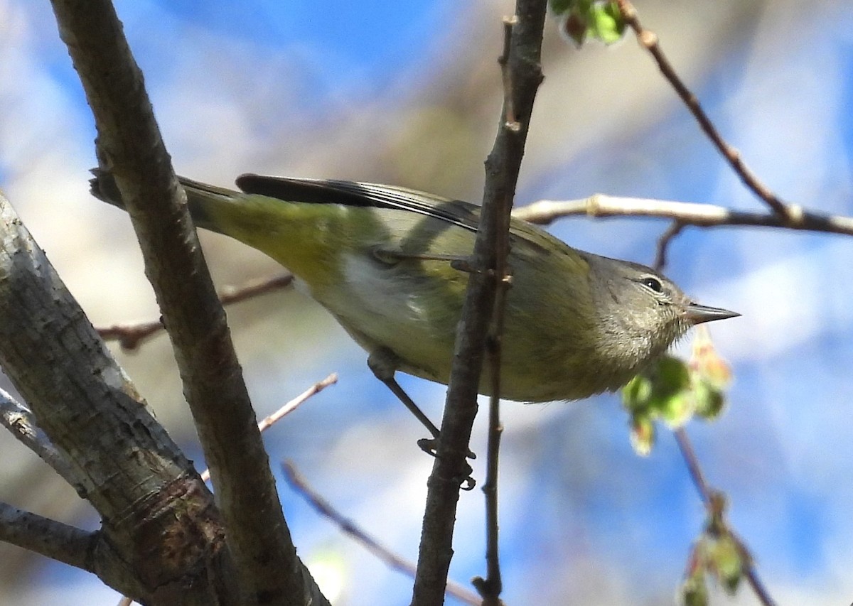 oransjekroneparula - ML614545086