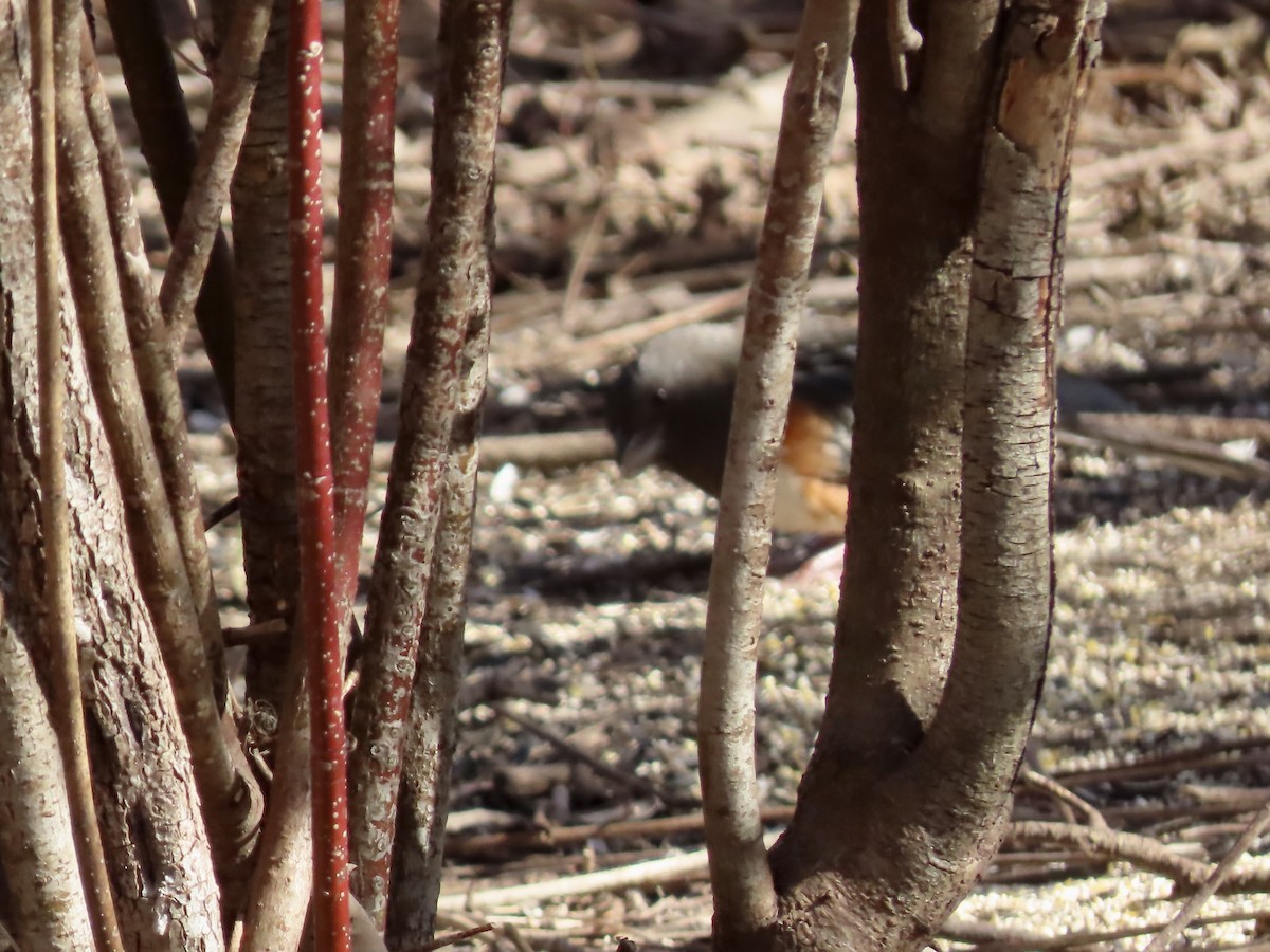 Spotted Towhee - ML614545117