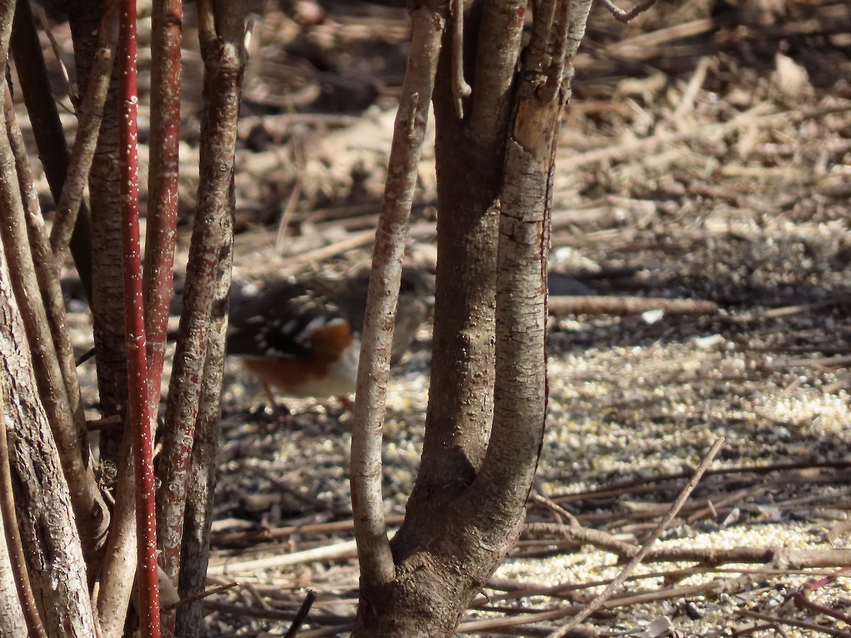 Spotted Towhee - ML614545118