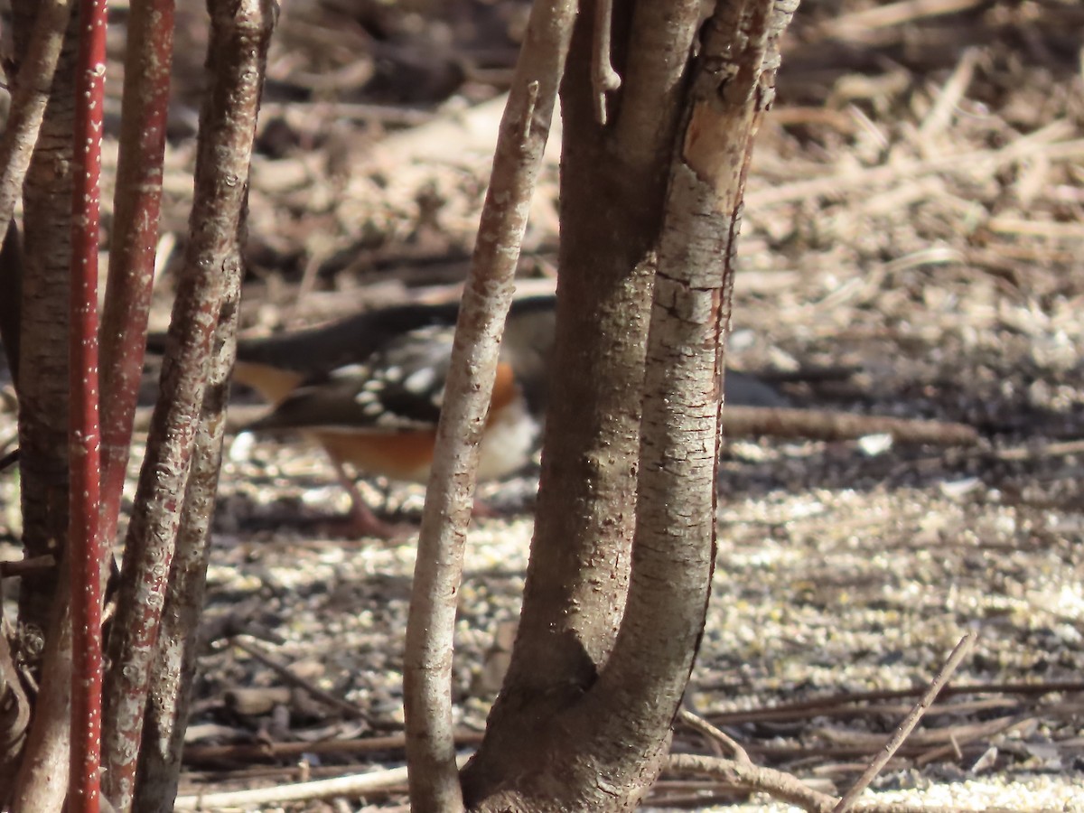 Spotted Towhee - ML614545119