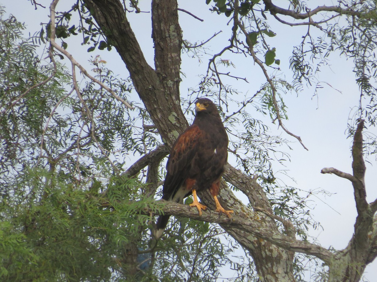 Harris's Hawk - ML614545163