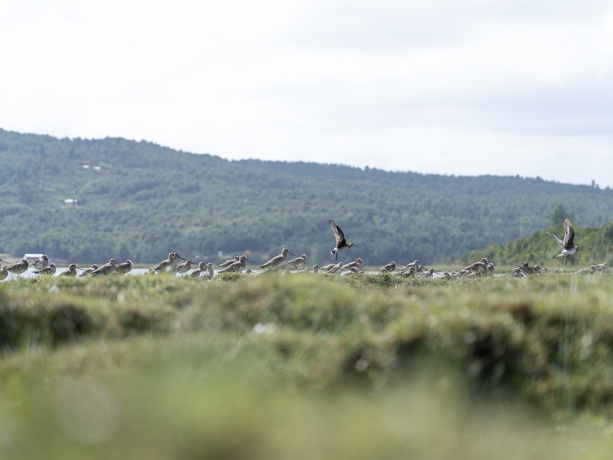 Hudsonian Godwit - ML614545185