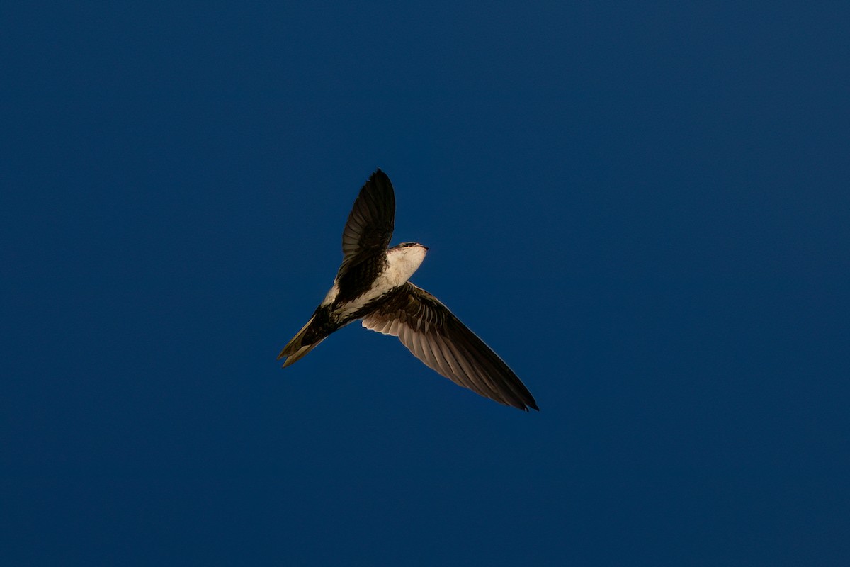 White-throated Swift - ML614545225