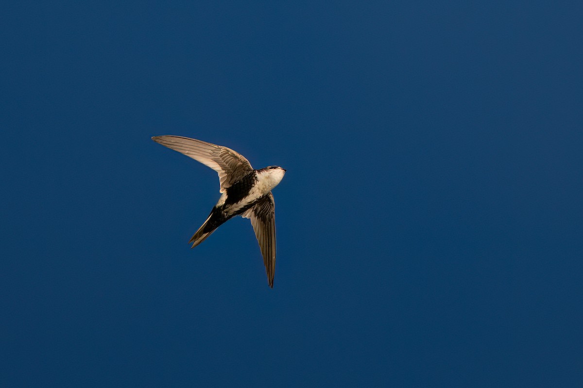 White-throated Swift - ML614545226