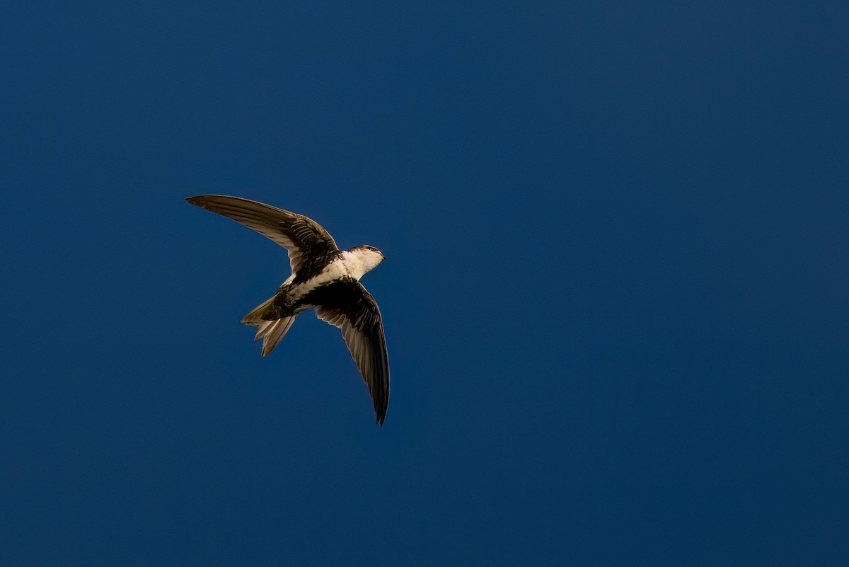 White-throated Swift - ML614545227