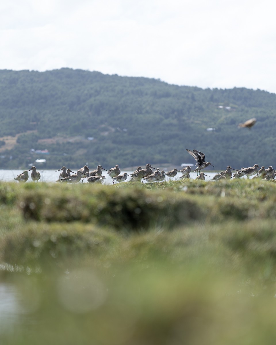 Hudsonian Godwit - ML614545251